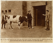 350550 Afbeelding van een koe met begeleiders voor de ingang van het Gemeentelijk Slachthuis (Nijverheidsstraat 29) te ...